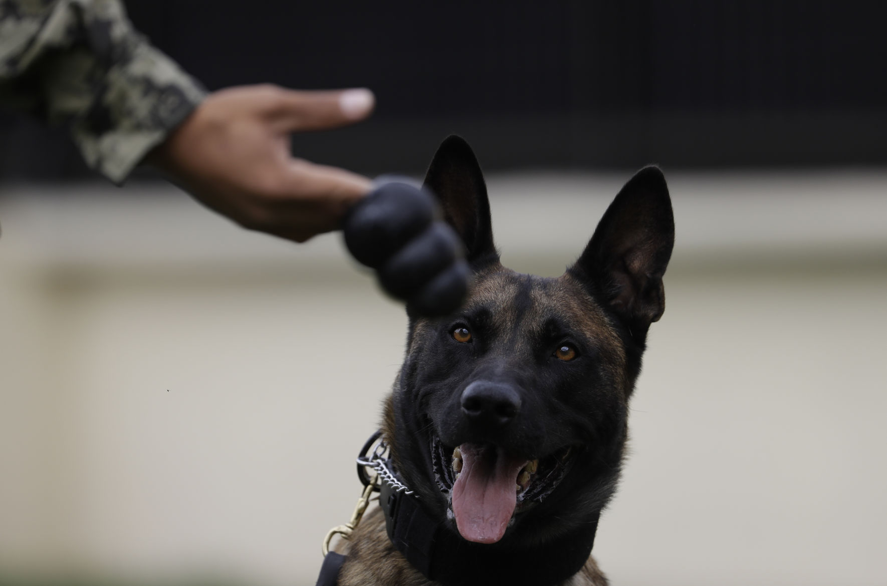 Mexico Quake Rescue Dog